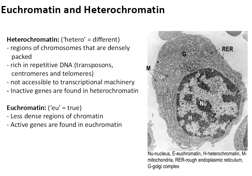<ul><li><p><span style="background-color: transparent; font-family: "Helvetica Neue", sans-serif;"><strong><span>Heterochromatin</span><span><br></span></strong><span>  Hetero means different</span><span><br></span><span>  Regions of chromosomes that are densely packed</span><span><br></span><span>  Rich in repetitive DNA</span><span><br></span><span>   Includes transposons centromeres and telomeres</span><span><br></span><span>  Not accessible to transcriptional machinery</span><span><br></span><span>   Transcriptional machinery is proteins needed to transcribe genes</span><span><br></span><span>  Inactive genes are found in heterochromatin</span></span></p></li><li><p><span style="background-color: transparent; font-family: "Helvetica Neue", sans-serif;"><strong><span>Euchromatin</span><span><br></span></strong><span>  Eu means true</span><span><br></span><span>  Less dense regions of chromatin</span><span><br></span><span>  Accessible to transcriptional machinery</span><span><br></span><span>  Active genes are found in euchromatin</span></span></p></li></ul><p></p>