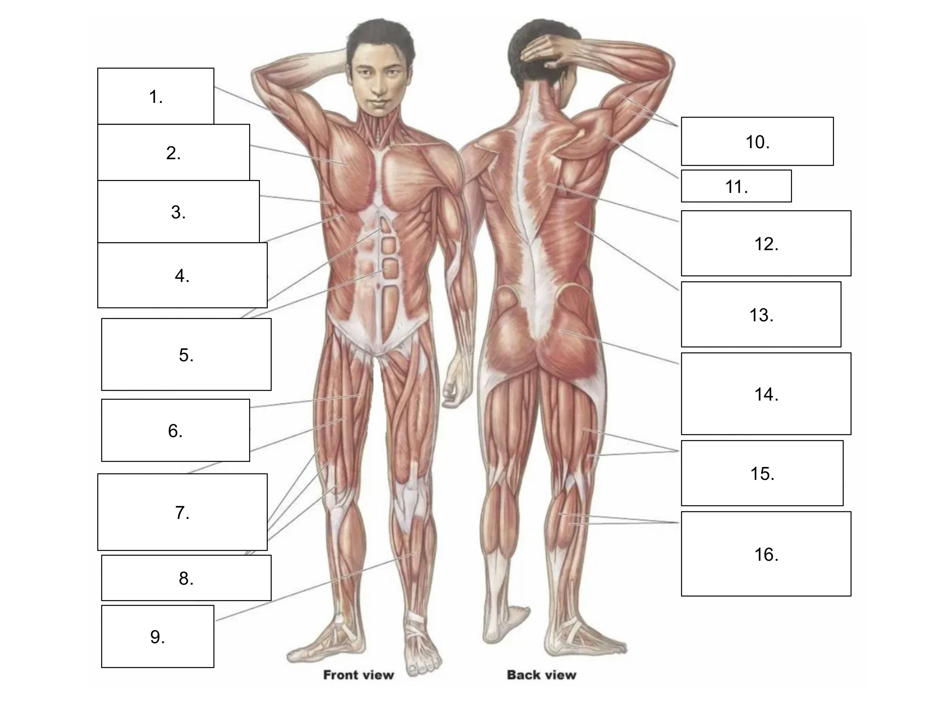 <p>Muscle #2</p>