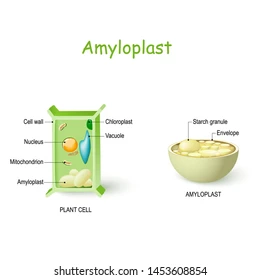 <p>plant cells may contain amyloplasts. excess glucose produced by photosynthesis is stored as starch molecules in the amyloplasts. amyloplasts are frequently found in the root and tubers of starchy vegetable, such as potatoes!</p>