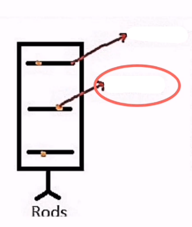 <p>The protein of rods.</p>