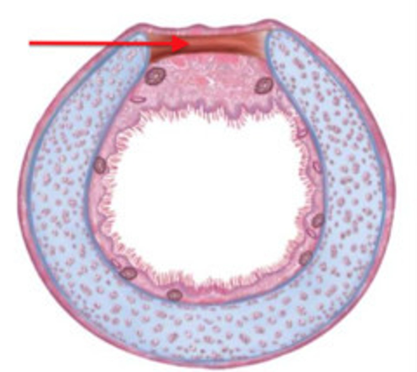 <p>band of smooth muscle that connects the tracheal and esophagus</p>