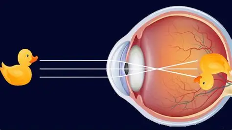 <p>Principios sobre los animales </p>