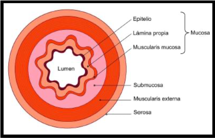 <ol><li><p>Mucosa</p></li><li><p>Submucosa</p></li><li><p>Muscular</p></li><li><p>Adventicia o serosa</p></li></ol><p></p>