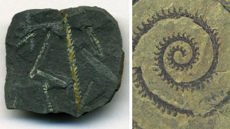 <p>extinct, colonial marine organisms, saw-like apperance. Cambrian to Carboniferous (peak Ordovician and Silurian)</p>