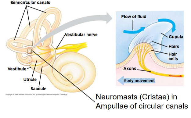 <p><span><span>Cristae</span></span></p>