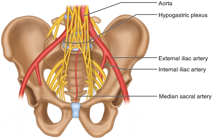 neuronal networks in the wall of the stomach that are part of the enteric nervous system