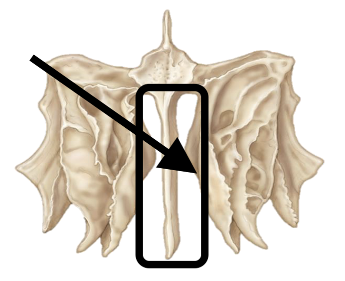<p>Name the bone marking</p>