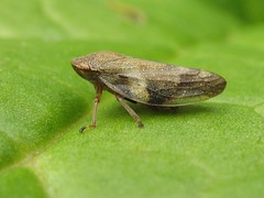 Spittlebugs