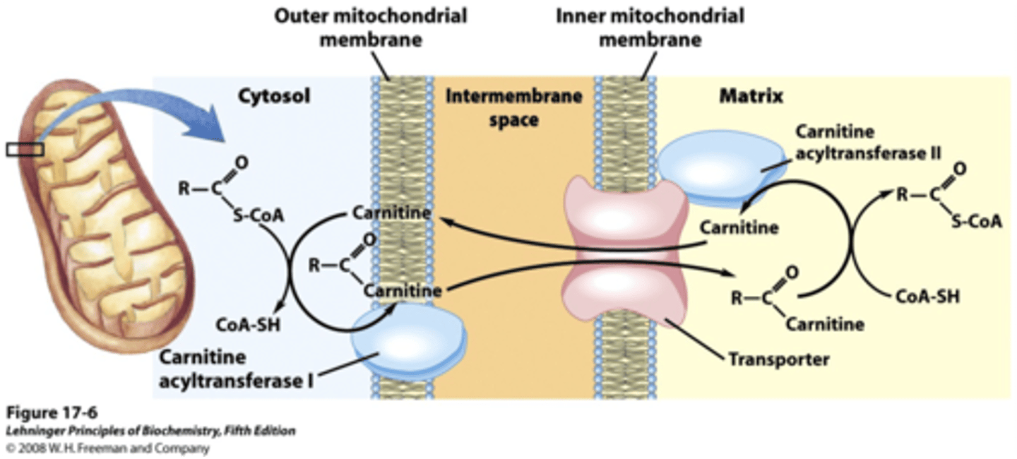 <p>in mitochondria: fatty acids broken down</p><p>Cytosol: fatty acids produced in excess carbohydrates</p><p>ETC keeps pools separate</p>