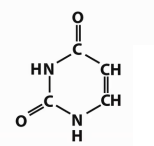 <p>Which base is this?</p>