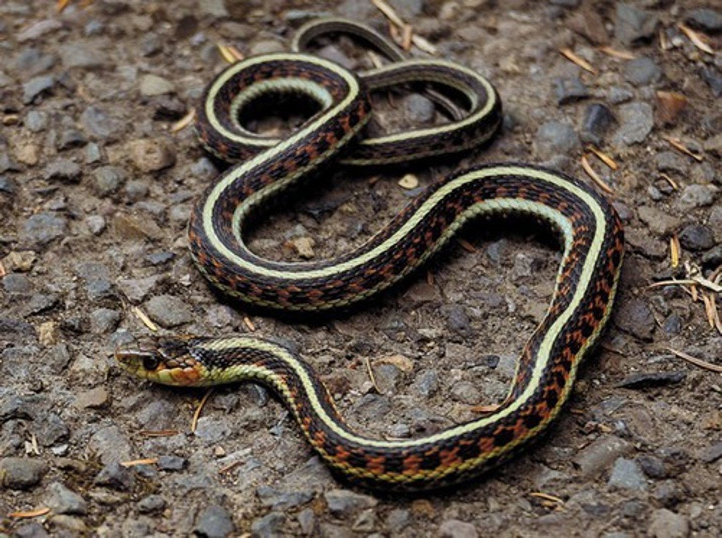 <p>- yellow labial scales</p><p>- lateral stripes: scale row 2 and 3</p><p>- most common</p>