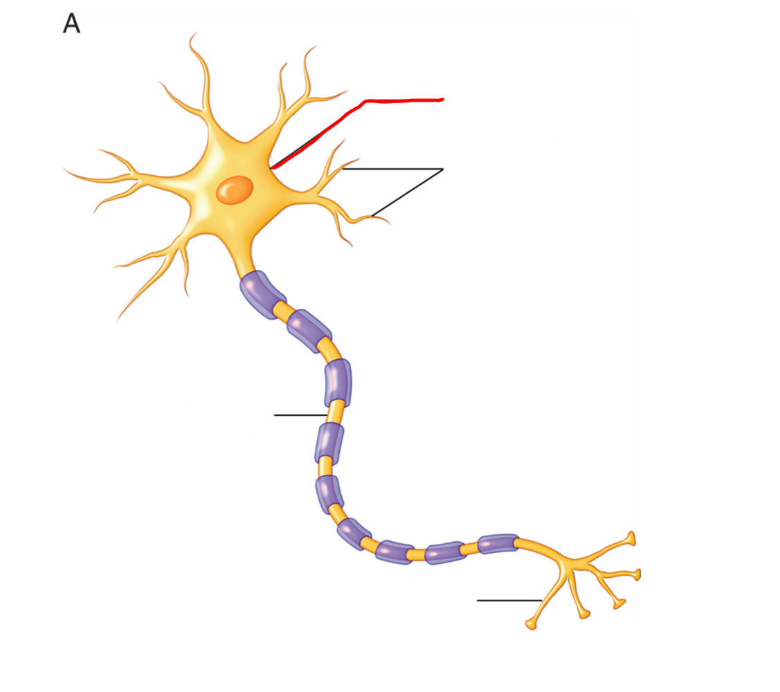 Cell body (soma) - collects information