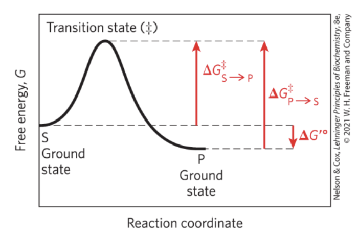 <p>Ground Slate — starting point for either the forward or reverse reaction</p><p>Transition State (‡) — point at which decay to substrate or product are equally likely</p>