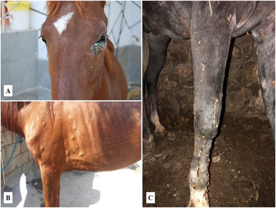 <p>Respiratory system and Skin</p>