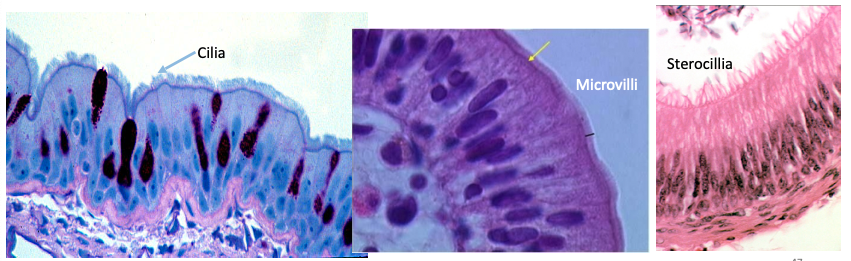 <p>What are some differences between cilia and microvilli?</p>
