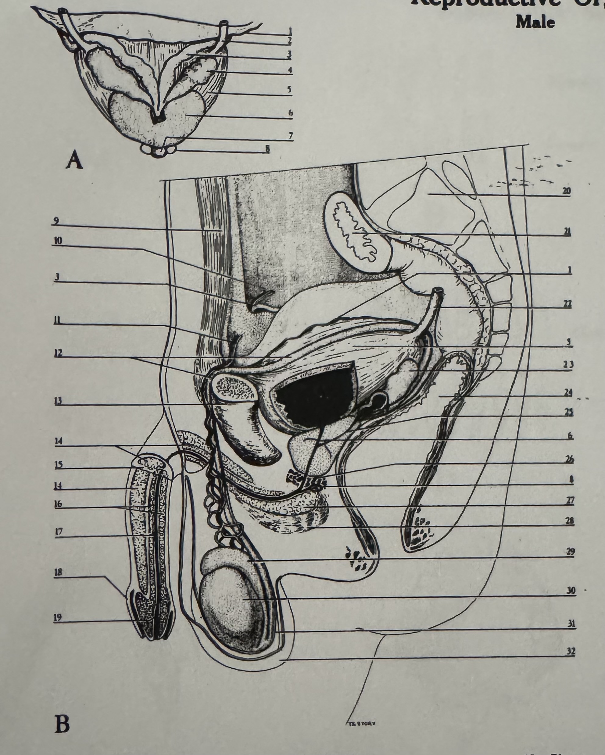 <p>21</p>