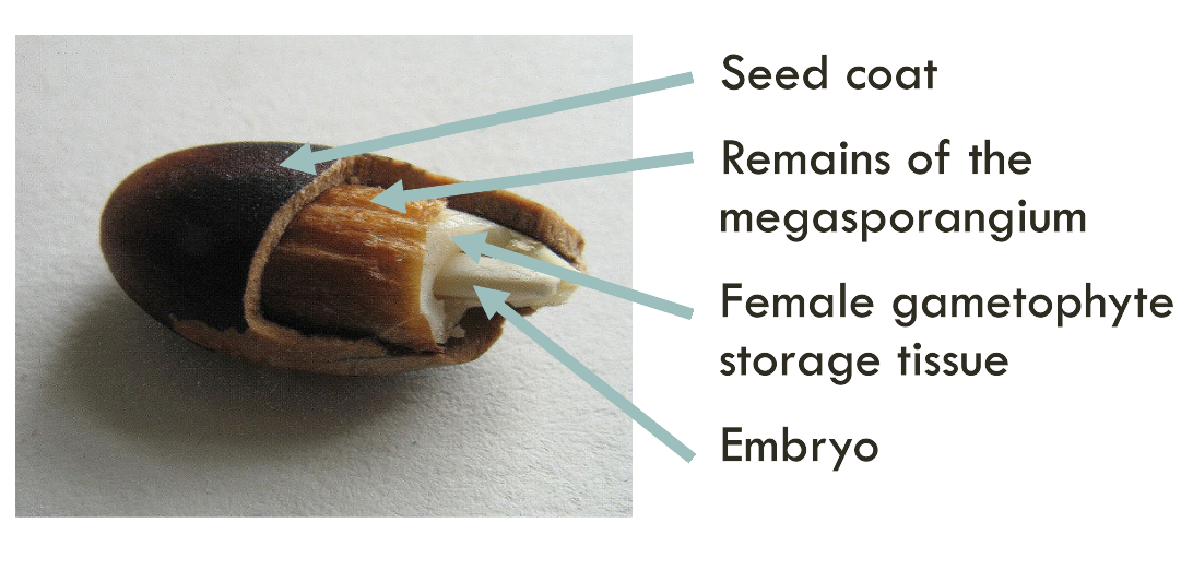 <p><span>A </span><strong><span>seed contains three main parts</span></strong><span>:</span></p><ul><li><p><span><strong><span>Embryo</span></strong><span>: The tiny plant that includes a root, stem, and leaves.</span></span></p><p></p></li><li><p><span><strong><span>Endosperm</span></strong><span>: The nutritive tissue that provides food for the developing plant, often made up of starch, oil, and protein.</span></span></p><p></p></li><li><p><span><strong><span>Seed Coat</span></strong><span>: The protective outer covering that safeguards the seed.</span></span></p><p></p><p><br><span>These components work together to support the seed's growth and development into a new plant.</span></p></li></ul><p></p>
