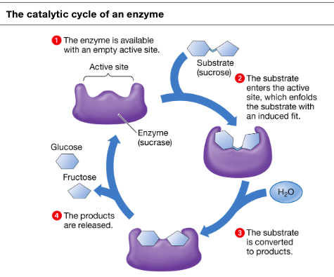 <p>cycle of a enzyme</p>