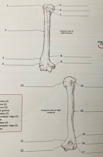 <p>17- posterior view of right humerus </p>