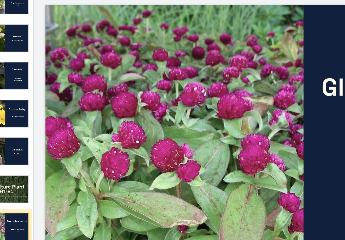 <p>Gomphrena hybrid cv. </p>