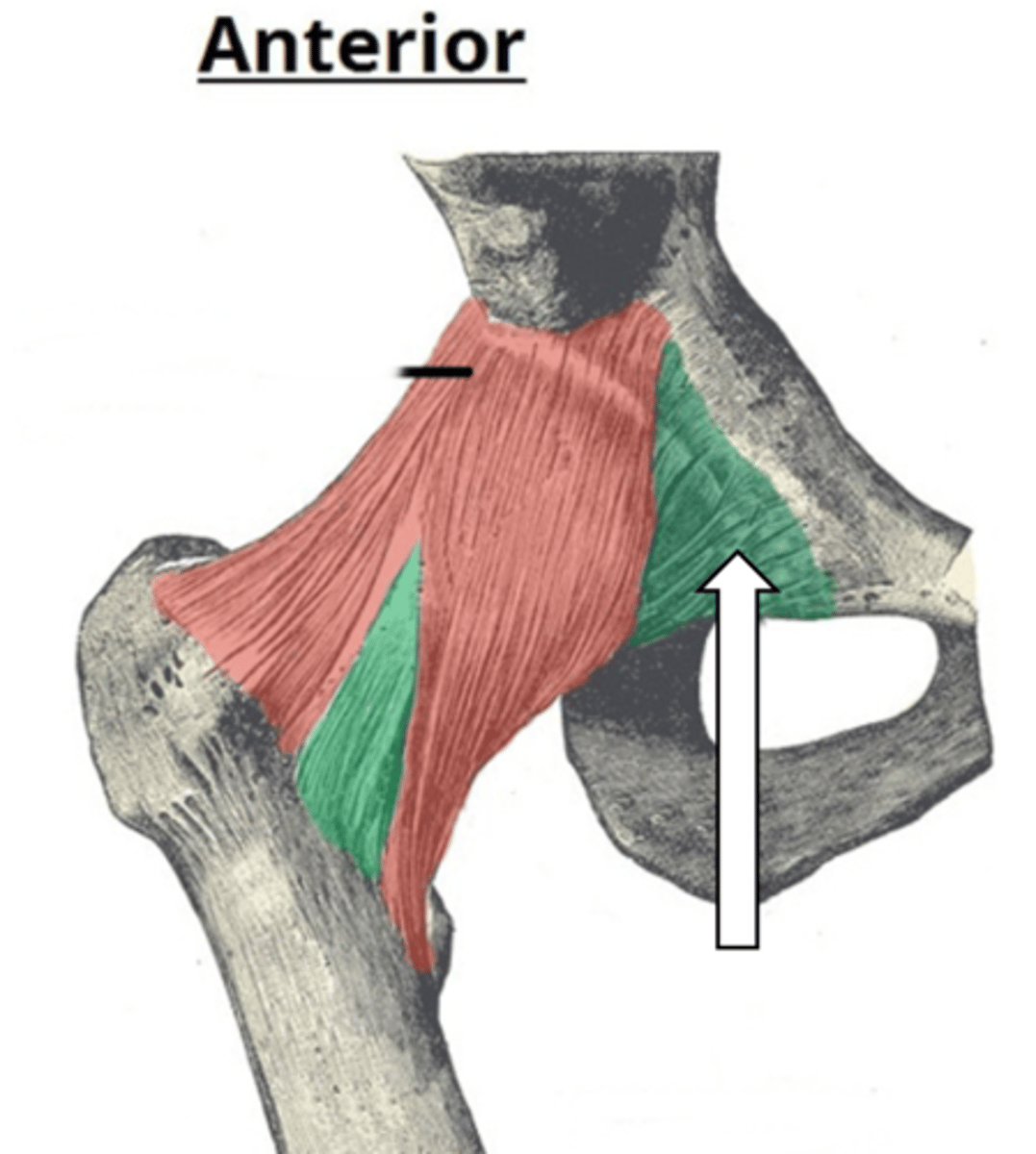 <p>name the articulation/joint</p>