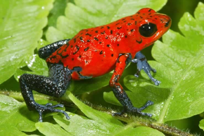 <p>&quot;stay away&quot; color example: black widow&apos;s red underbelly</p>