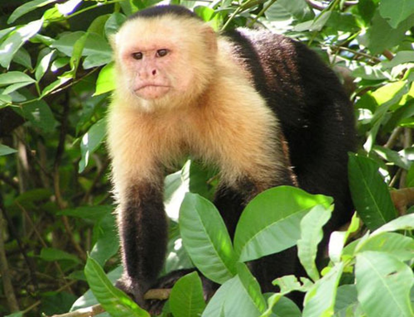 <p>1. An archbishop or bishop who ranks highest among others. 2. A member of the order of animals that includes monkeys, apes, and humans.</p>