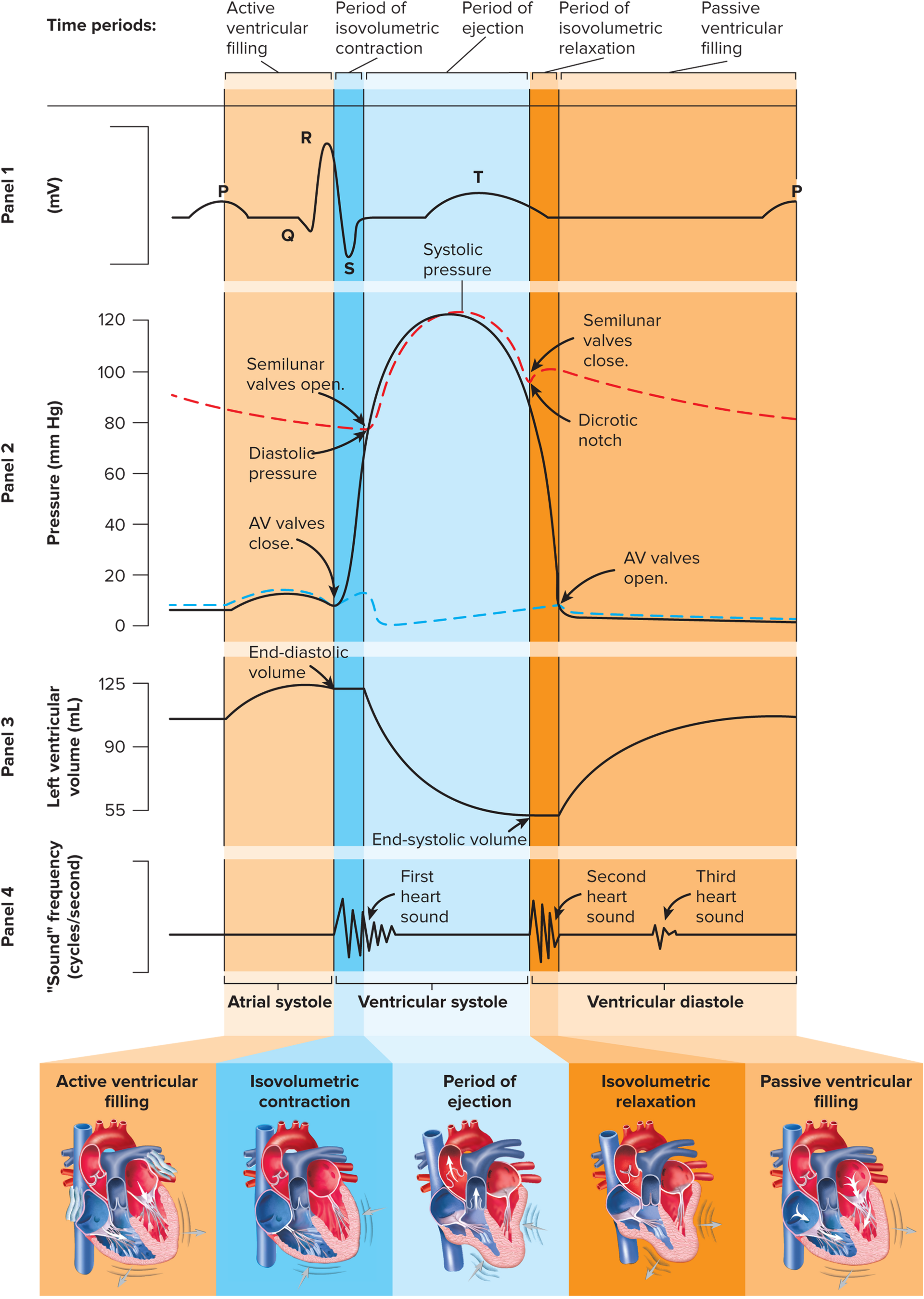 <p>Action potentials</p>