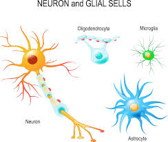 <p>Neuroglia </p>