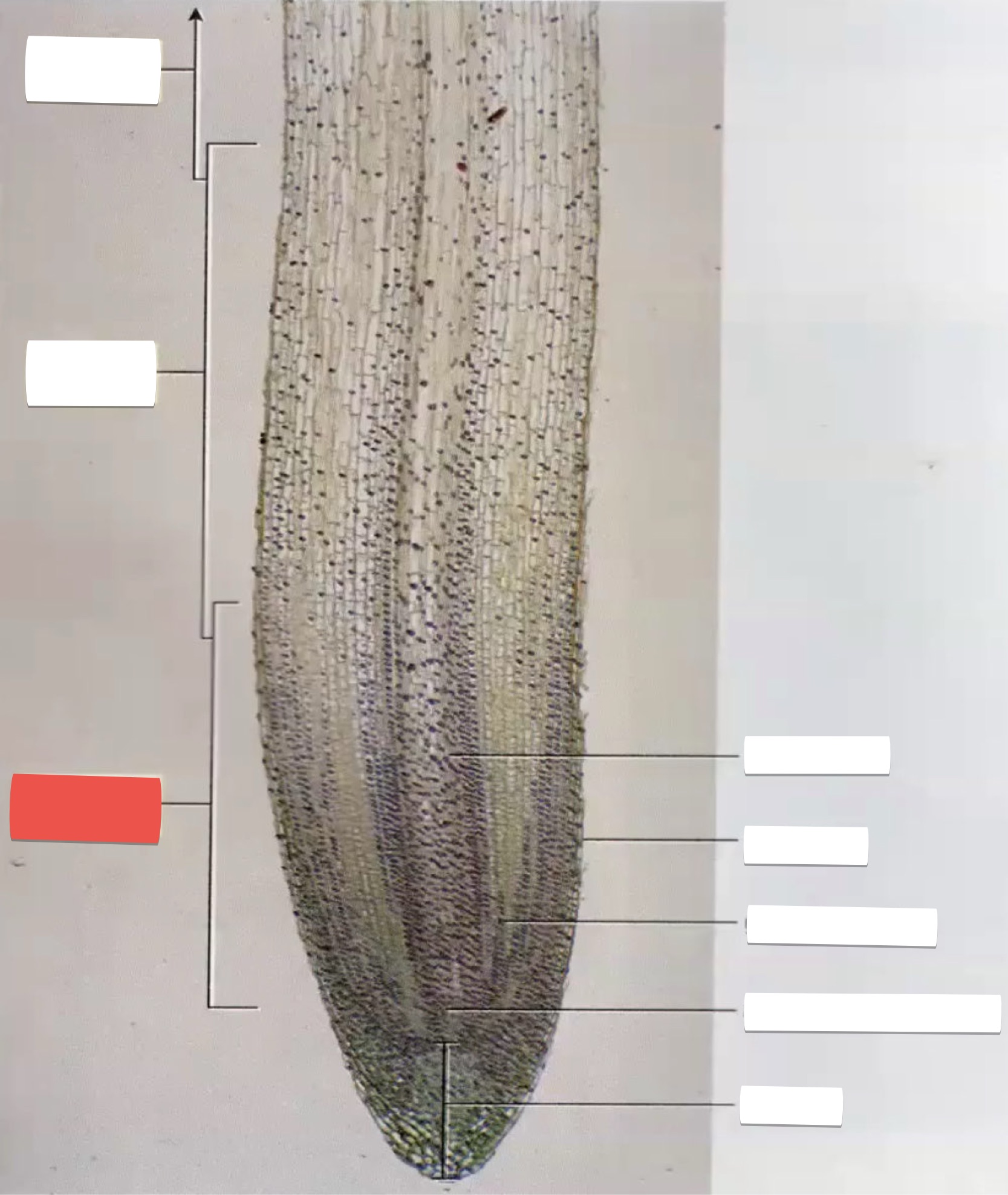 <p>identify the part in red</p>