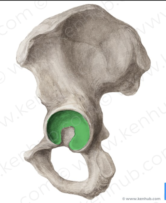 <p>the c/moon shape in the acetabular fossa</p>