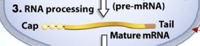 <p>Alternative RNA splicing</p>