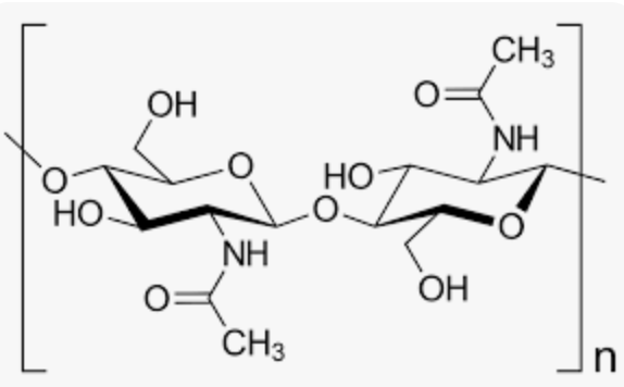 <ul><li><p>B(1—&gt;4)</p></li><li><p>Homopolysaccharide composed of N-acetylglucosamine units. </p></li></ul><p></p>