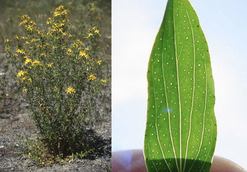 <p><strong>St. Johnswort</strong>, Klamath weed, goatweed </p>