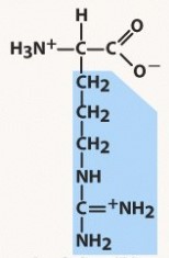 polar basic, positive charged R group
