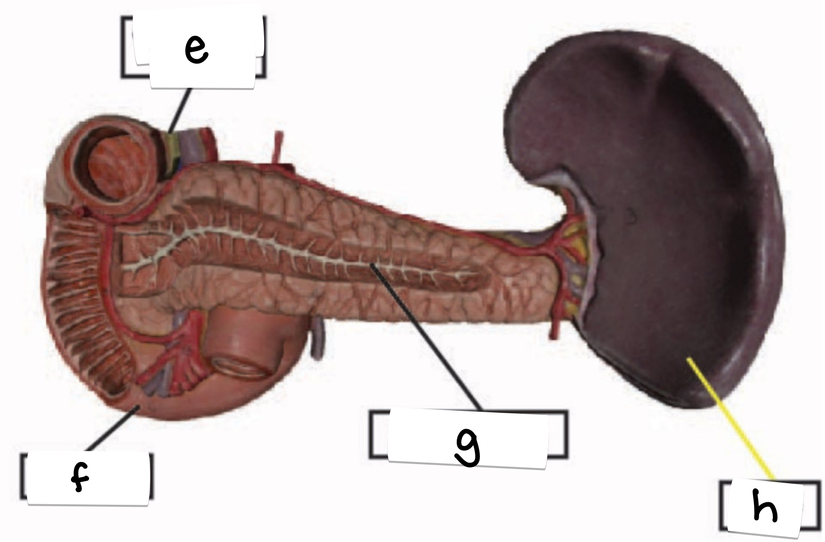 <p>what is labeled g on this diagram of the pancreas?</p>