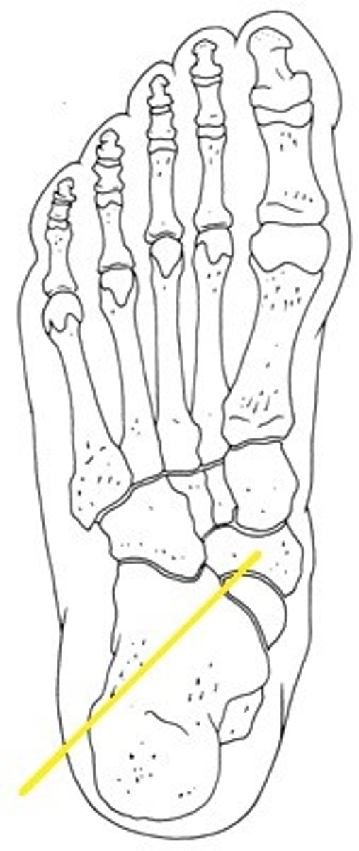 <p>Name this bone.</p>