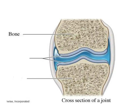 <p>bone</p>