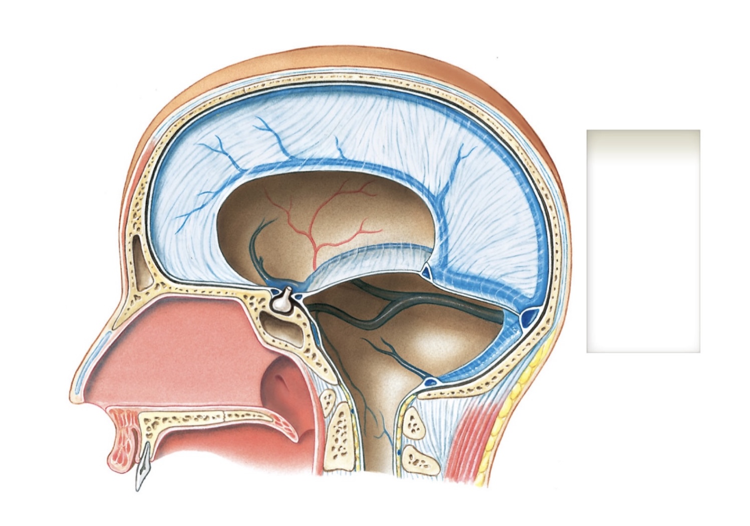 <p>two important parts of dura mater</p>