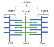 <ol><li><p>Z-line: boundary between sarcomeres</p></li><li><p>I-band: only actin</p><ul><li><p>appears light under optical microscope</p></li><li><p>not visible when myofibril contracts</p></li></ul></li><li><p>A-band: overlapping region between actin and myosin</p><ul><li><p>appears dark under optical microscope</p></li></ul></li><li><p>H-zone: only myosin</p><ul><li><p>not visible when myofibril contracts</p></li></ul></li></ol>