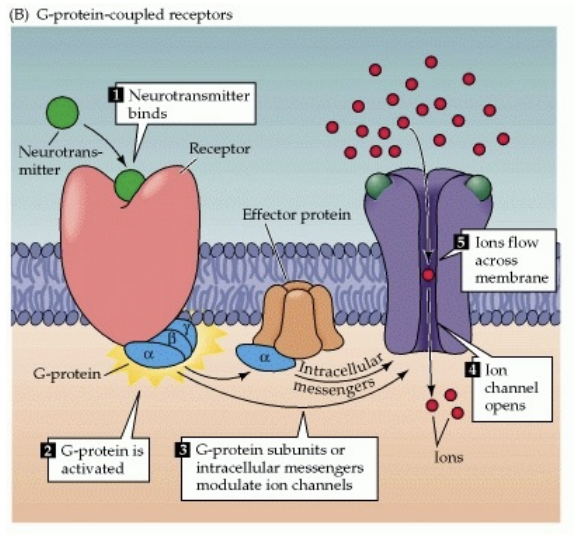 <p>signalling proteins - don’t allow ions to cross membrane directly</p><ul><li><p>also utilized the ionotropic receptors</p></li><li><p>no holes/channels/pores</p></li><li><p>metabolism-like effect</p></li><li><p>releases G-proteins when nts bind to receptor</p></li><li><p>indirectly cause IPSPs and influence rates of transcription/translation</p></li></ul><p></p>