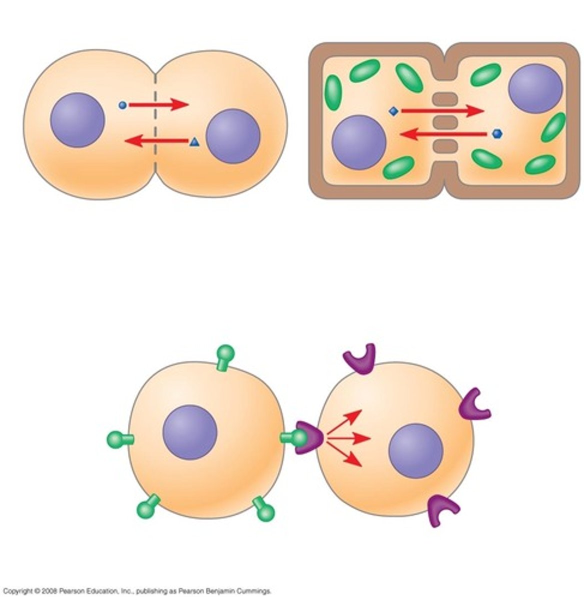 <p>signal molecule is not released, this cell has to touch the other cell for this signaling molecule to attach to the receptor on the other cell</p>