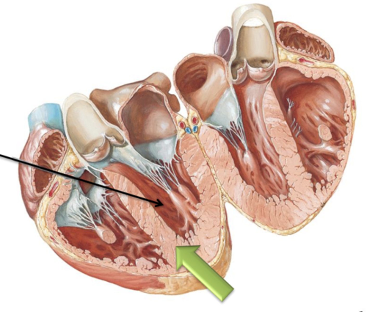 <p>Both ventricles are separated by the ___ ___.</p>