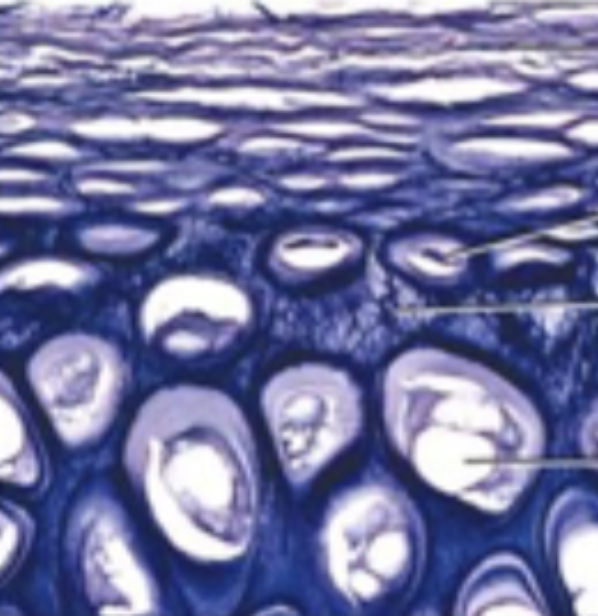 <p>large, clear cytoplasm, large nuclei, elastic and collagen fibres in ground substance</p>