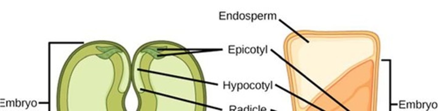 <p>A seed coat, cotyledons, endosperm, and a single embryo.</p>