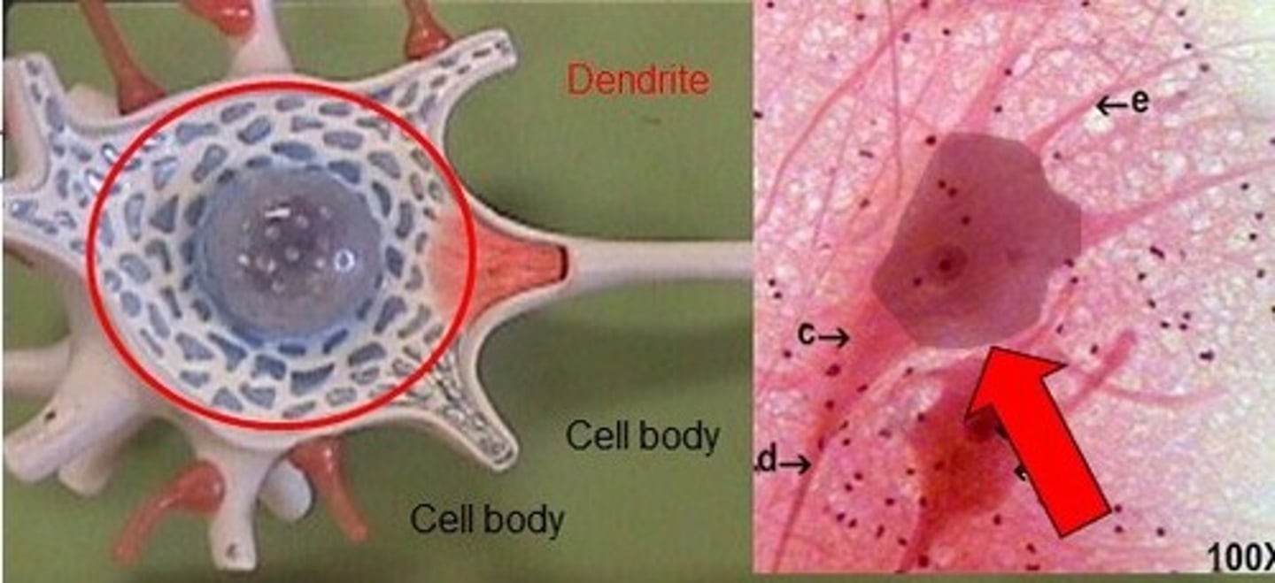 <p>the bulk part of the neuron that contains the nucleus &amp; nucleolus; it looks like the head of the neuron</p>