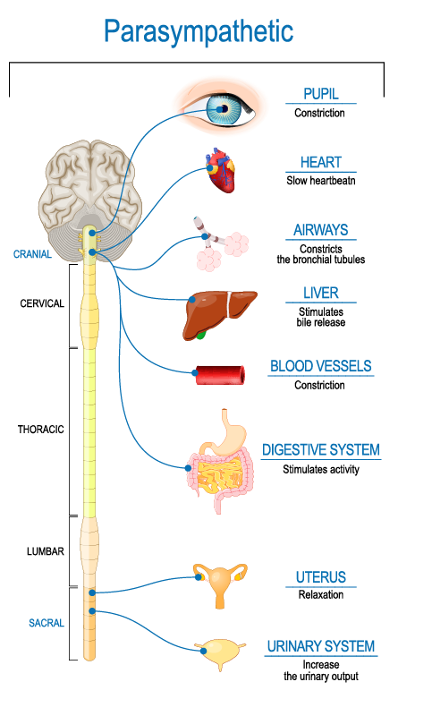 <p>regulates rest and digest functions; relaxed</p>