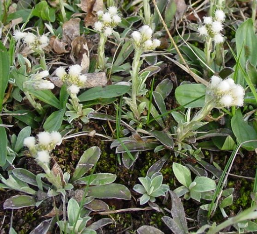 <p>pussytoes PLANT (antennaria)</p>