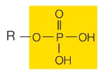 play critical role in energy transfer reactions, protein structure and cell membranes, important component of ATP