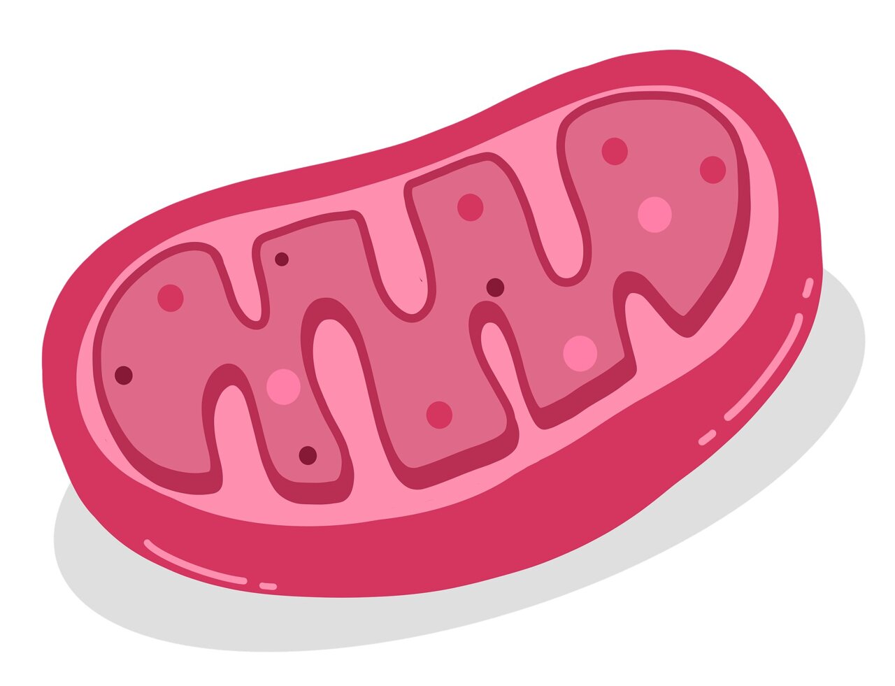 <p>The “powerhouse” of the cell, converts nutrients into energy (ATP) and contains its own DNA. </p>